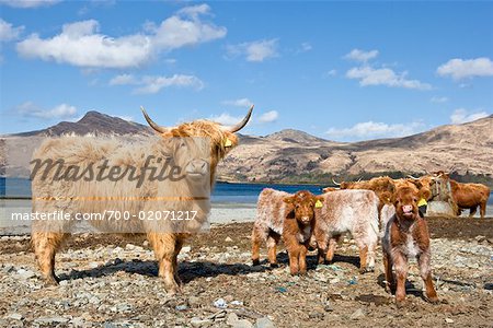 Vaches Highlands, Loch Buie, Isle of Mull, Argyll et Bute, Hébrides intérieures en Écosse, Royaume-Uni