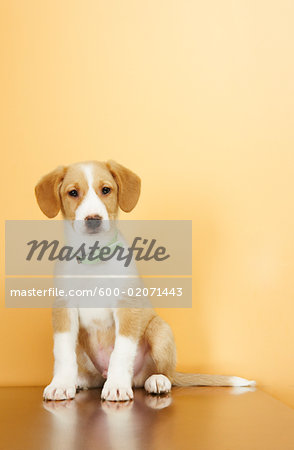 Portrait of Puppy
