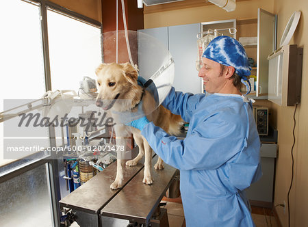 Veterinarian Working on Dog