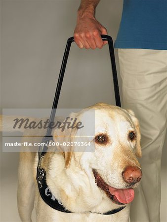 Man's Hand Holding Lead of Guide Dog