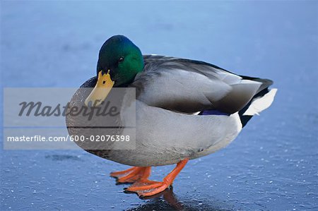 Mallard Duck