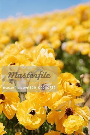 Hahnenfuß Flower Fields, Carlsbad, San Diego, Kalifornien