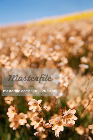 Field of Flowers, Carlsbad, San Diego, California, USA