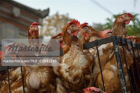 Chickens for Sale, Ubud, Bali, Indonesia