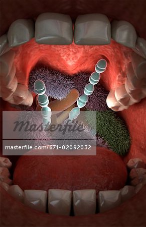 Mouth bacteria