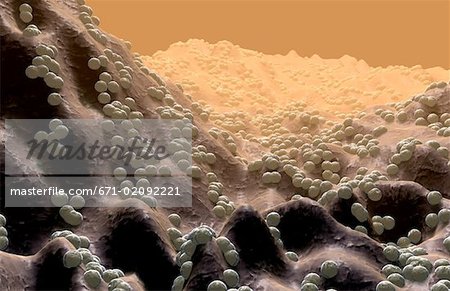 Bactéries coccus