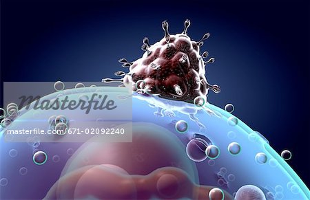 HIV Zellfusion