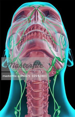 L'approvisionnement lymphatiques du cou