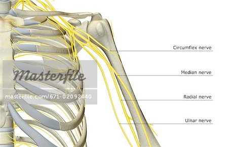 Les nerfs de l'épaule