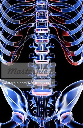 The bones of the lower back