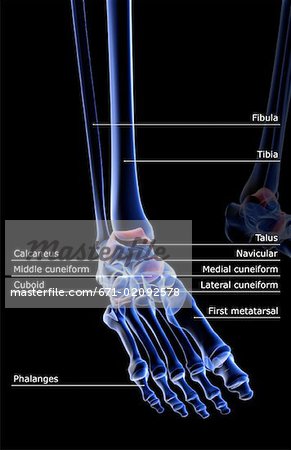 The bones of the foot