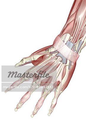 Les muscles de la main