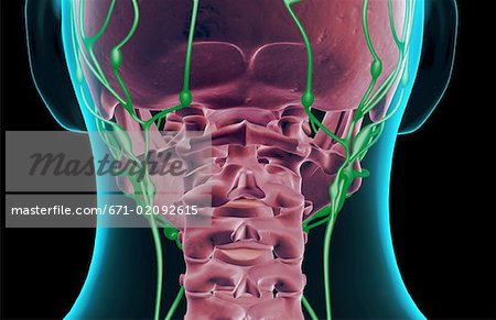L'approvisionnement lymphatiques du cou