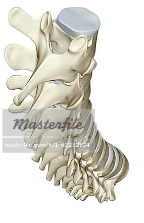 The vertebral column