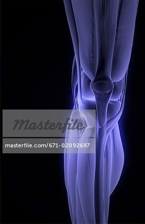 The muscles of the knee