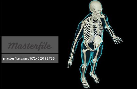 The skeletal system