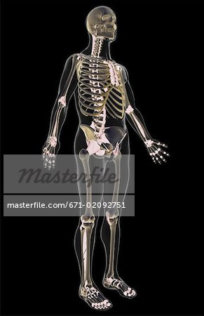 Le système ligamentaire