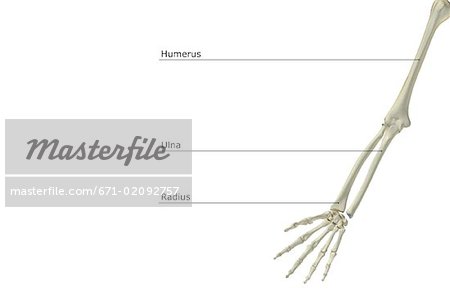 The bones of the upper limb