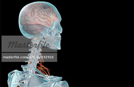 The nerve supply of the head and neck