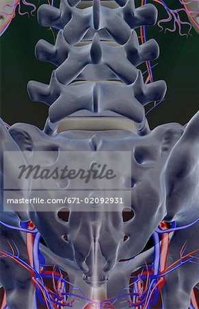 The blood supply of the pelvis