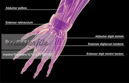The muscles of the hand
