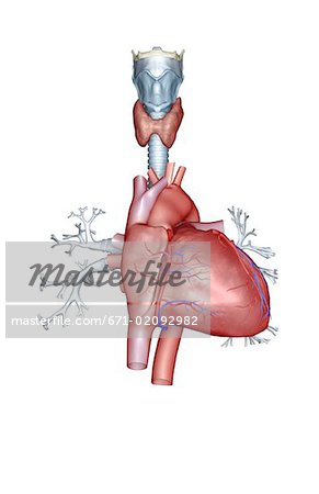 The coronary vessels of the heart