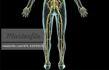 The nerves of the lower body