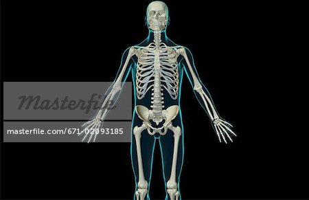 The bones of the upper body