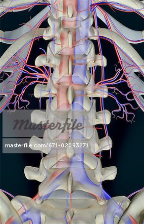 The blood supply of lumbar vertebrae