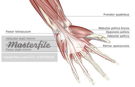 Les muscles de la main