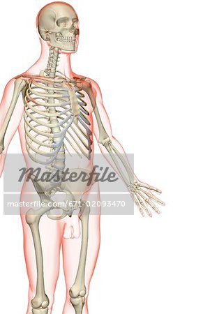 The bones of the upper body