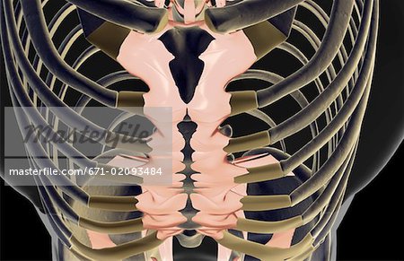 The ligaments of the chest