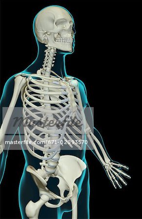 The bones of the upper body