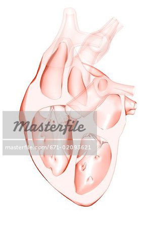 Anatomie sectionnelle du cœur.