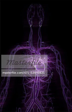 The blood vessels of the upper body