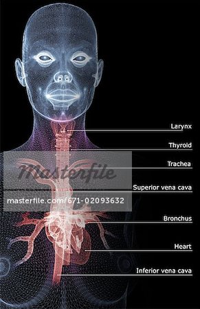 The heart and major vessels