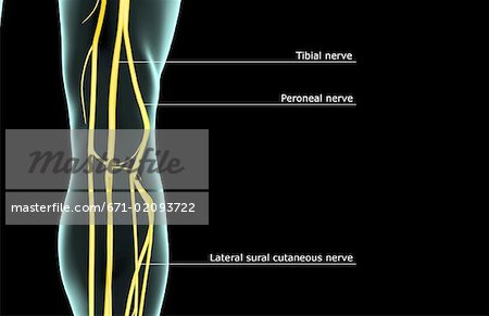 The nerve supply of the knee