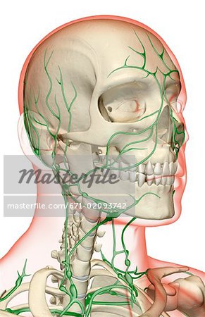 The lymph supply of the head, neck and face
