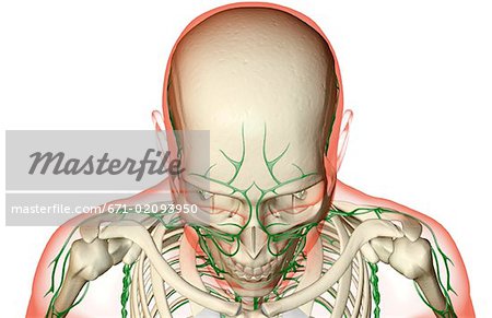 L'approvisionnement des lymphatiques de la tête et le visage