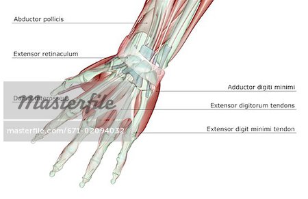 The musculoskeleton of the hand