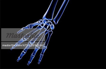 The bones of the hand