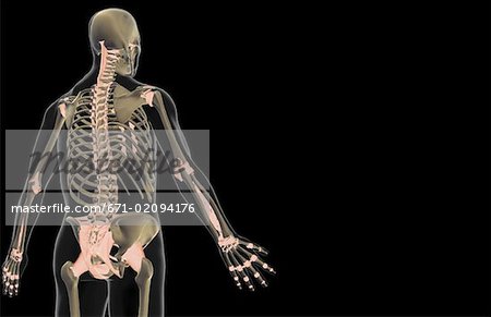 The ligaments of the upper body