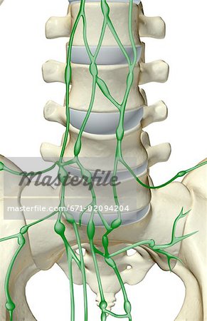 The lymph supply of lumbar vertebrae