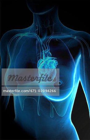 Le cœur et le système respiratoire
