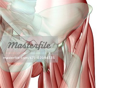 La muscucardiovasculaires de la hanche