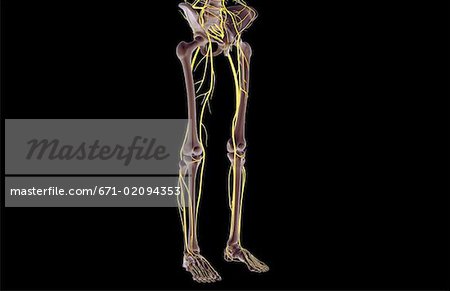 The nerves of the lower body