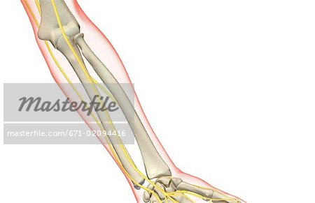 Die Nerven der Unterarm