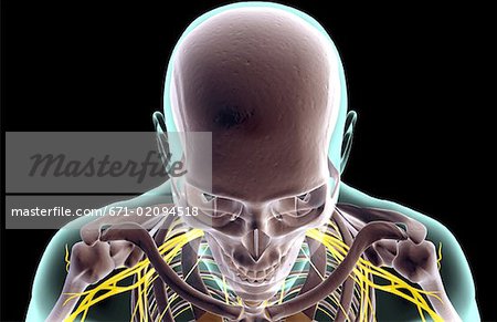 The brachial plexus