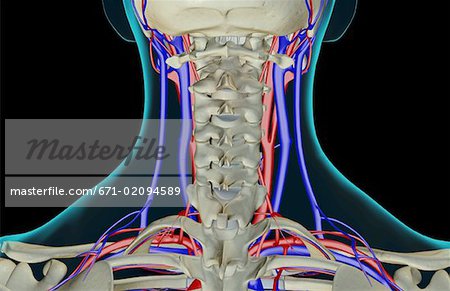 The blood supply of the neck