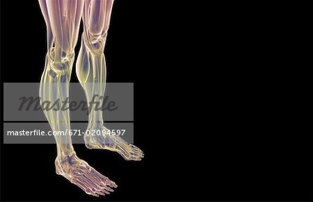 The muscles of the legs